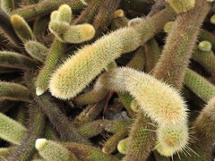 Cleistocactus winteri