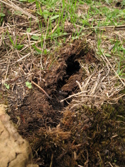 Nasua olivacea