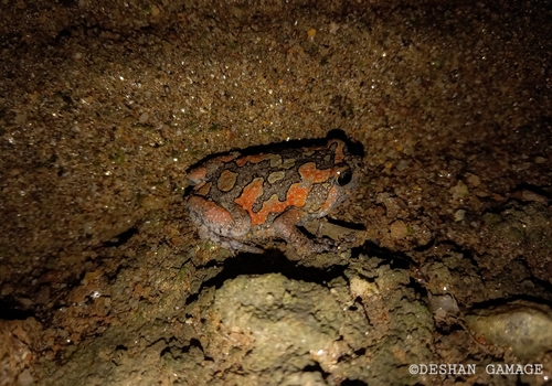 Painted Globular Frog