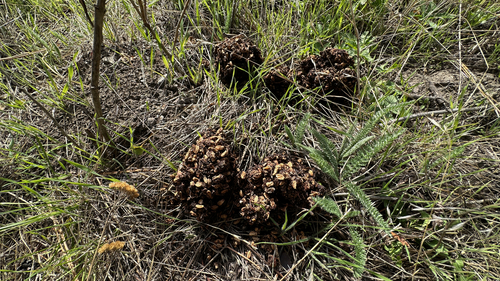 Black Bear sighting near Kalamalka Lake, BC