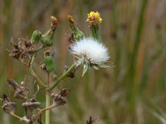 Sonchus megalocarpus