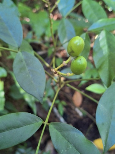 Euchresta formosana observed 2026-09-26