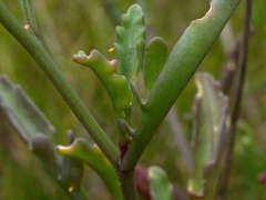 Cakile maritima maritima