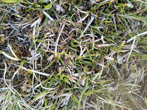 Carex breviculmis observed 2026-09-30