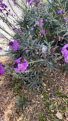 Erysimum linifolium