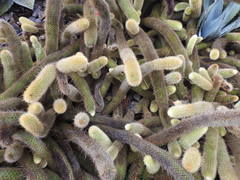 Cleistocactus winteri