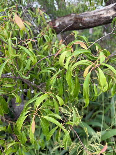Santalum freycinetianum observed 2026-09-29