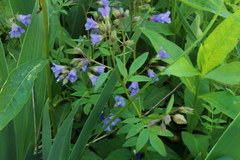 Polemonium reptans