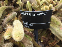 Cleistocactus winteri