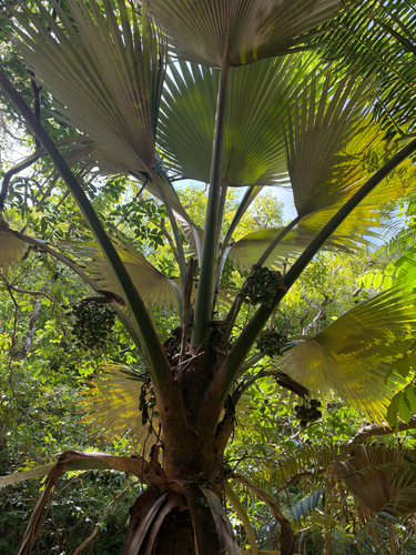 Pritchardia martii observed 2026-09-29