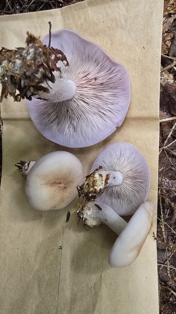 Blewit · September 2026 · photo: Photo: (c) Beth Ace, some rights reserved (CC BY) · iNaturalist