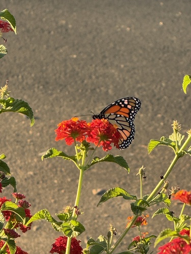 Monarch