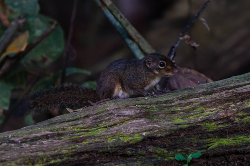 Low's Squirrel
