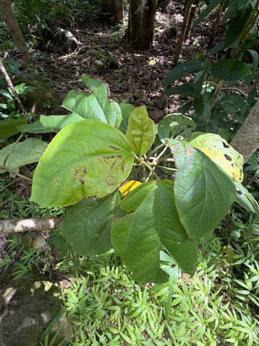 Hibiscus arnottianus observed 2026-09-29