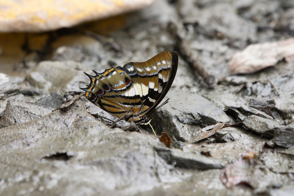 Polyura pyrrhus
