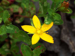 Hypericum humifusum