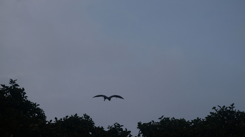 Indian Flying Fox