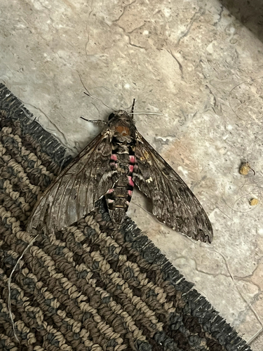 Pink-spotted Hawkmoth