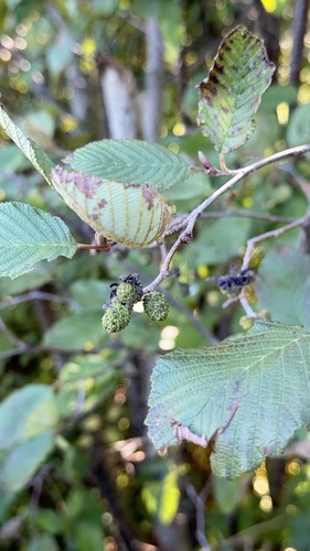 Taphrina robinsoniana, 2026-09-23