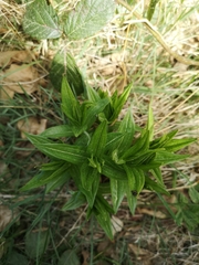 Lithospermum officinale