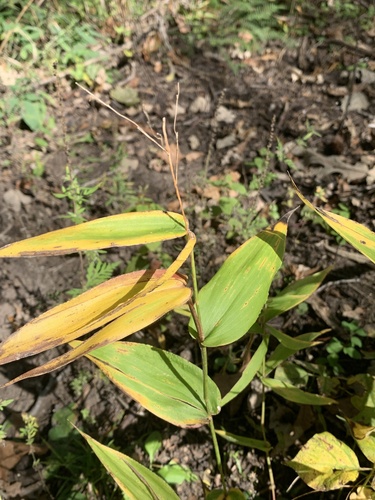 Panicum latifolium observed 2026-09-29