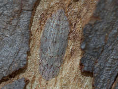 Ledromorpha planirostris