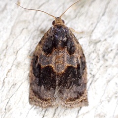 Archips infumatana