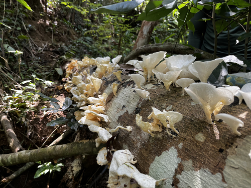 Favolus brasiliensis