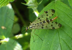 Mecoptera