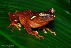 Java Indonesian Treefrog photo 3