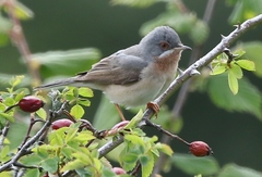 Curruca cantillans albistriata