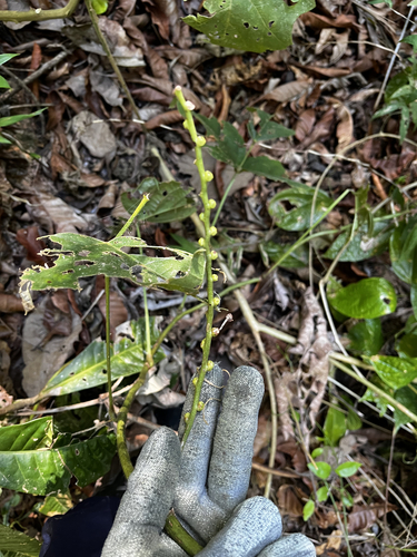 Cleobulia coccinea