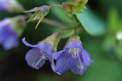 Polemonium reptans