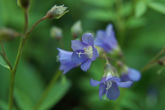 Polemonium reptans