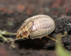 Paropsisterna laesa