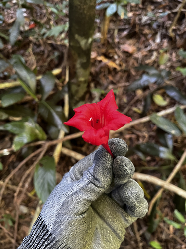 Ruellia affinis