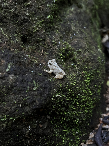Santo Smooth-horned Frog