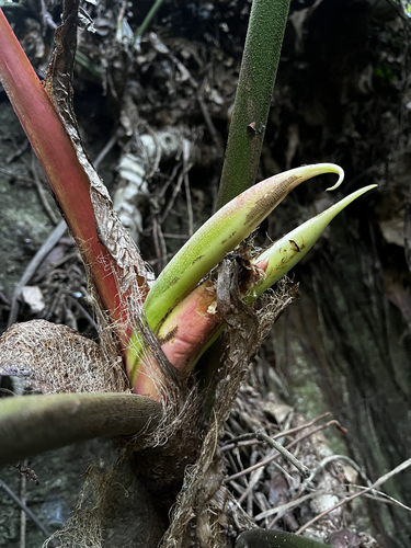 Philodendron ornatum