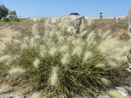 Feathertop (Cenchrus longisetus)