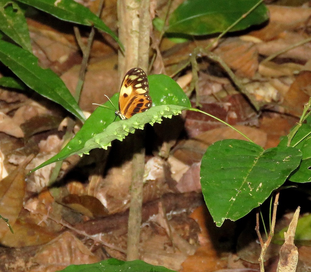 Callithomia alexirrhoe