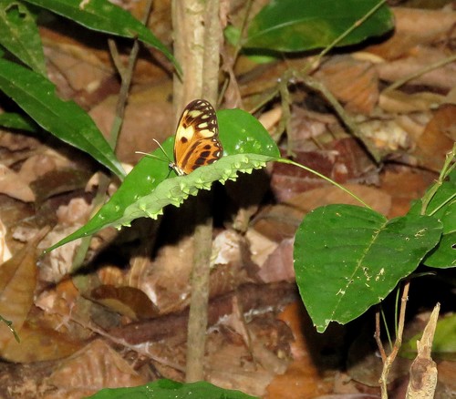 Callithomia alexirrhoe