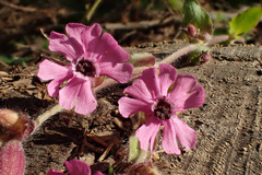 Microbotryum silenes-dioicae