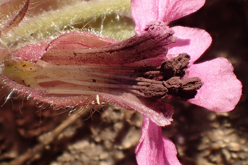 Red Campion Anther Smut