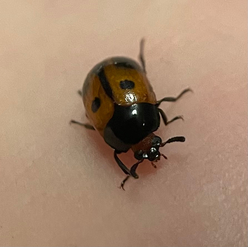 Diaperis maculata, 2026-09-29