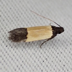 Anacampsis coverdalella
