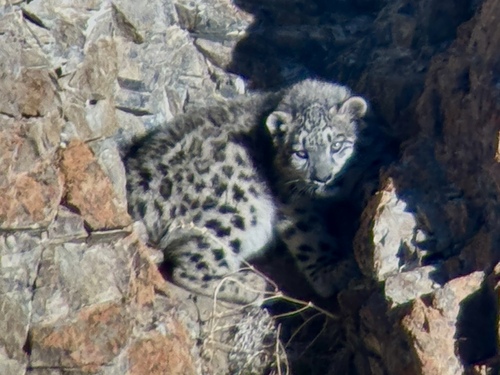 Panthera uncia photograph by the iNaturalist community