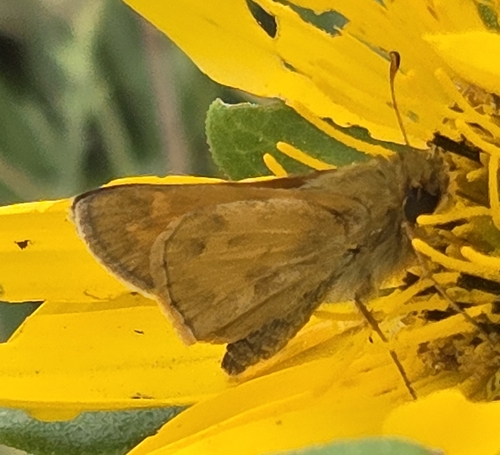 Huron Skipper