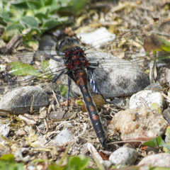 Leucorrhinia rubicunda