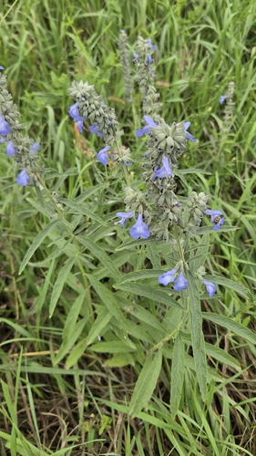 giant blue sage