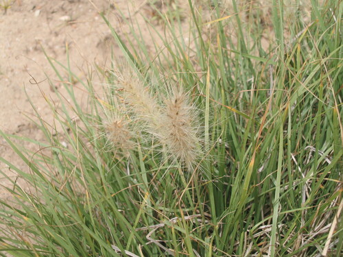 Feathertop (Cenchrus longisetus)
